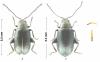 Phyllotreta nigripes